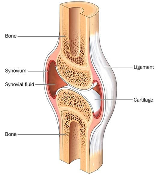 Unlocking Joint Pain Relief Natures Secret: The Ancient Marine Discovery Thats Revolutionizing Joint Pain Relief