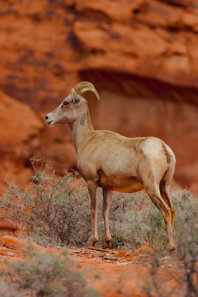 The Impact of Food Deserts on the Availability of Healthy Food Options